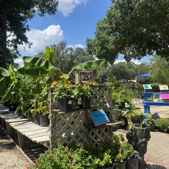 Rainbow Gardens - Banana plants - Nurseries & Gardening Near Me - San Antonio, Texas
