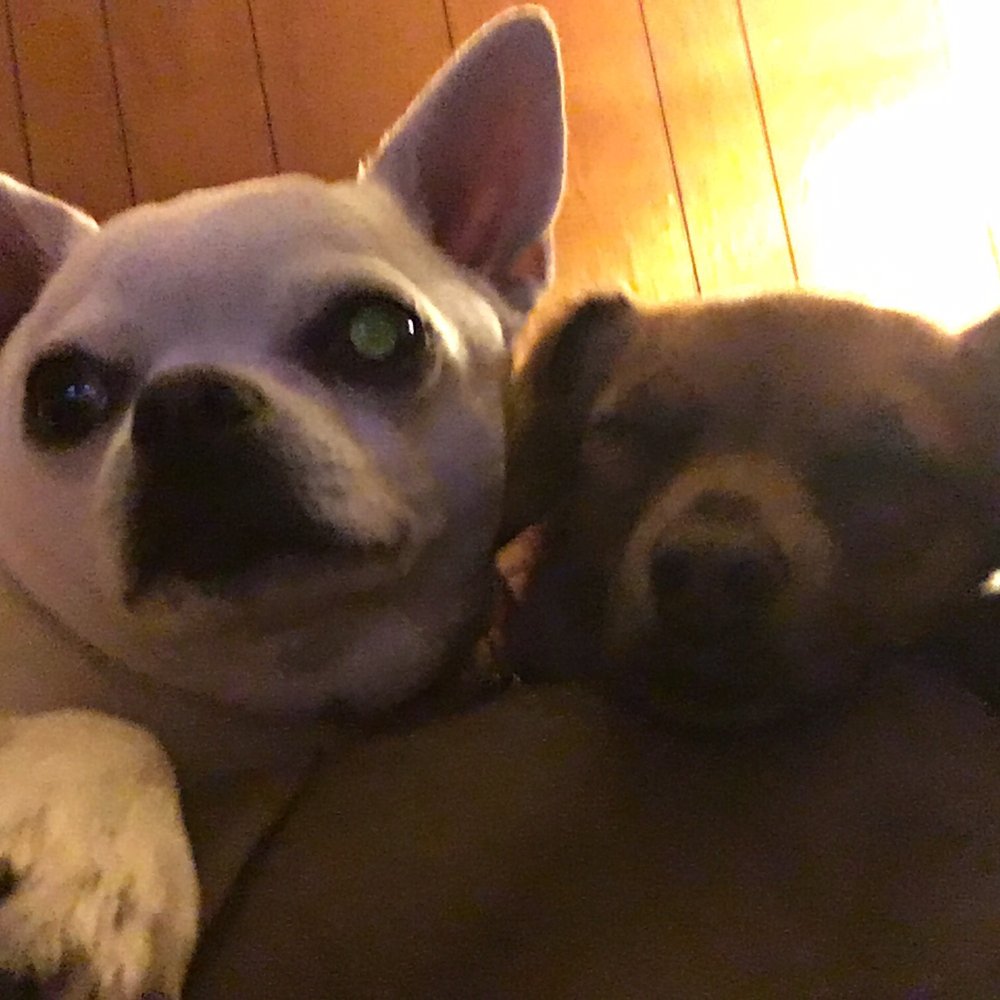 Pucci Parlour - Two dogs, Odin and Xena, Chewie the Chewisaurus is camera shy - Pet Groomers Near Me - Manotick, Ontario Pucci Parlour - Two dogs, Odin and Xena, Chewie the Chewisaurus is camera shy - Pet Groomers Near Me - Manotick, Ontario