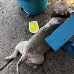 Kalona Kones - 5/5/19. Sweltering Sunday afternoon! Cinco de Mayo! Free Woof-A-Licious canine sno kones!! Benji approves!