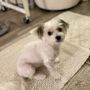 Photo of Viktoria The Rolling Dog Barber