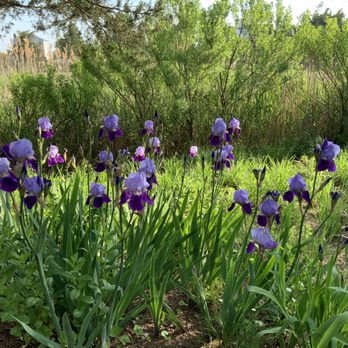 Gardens by Romi - Beautiful layers. - Landscaping Near Me Gardens by Romi - Beautiful layers. - Landscaping Near Me