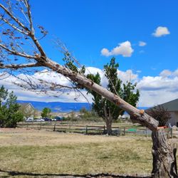 Clancy Tree Services