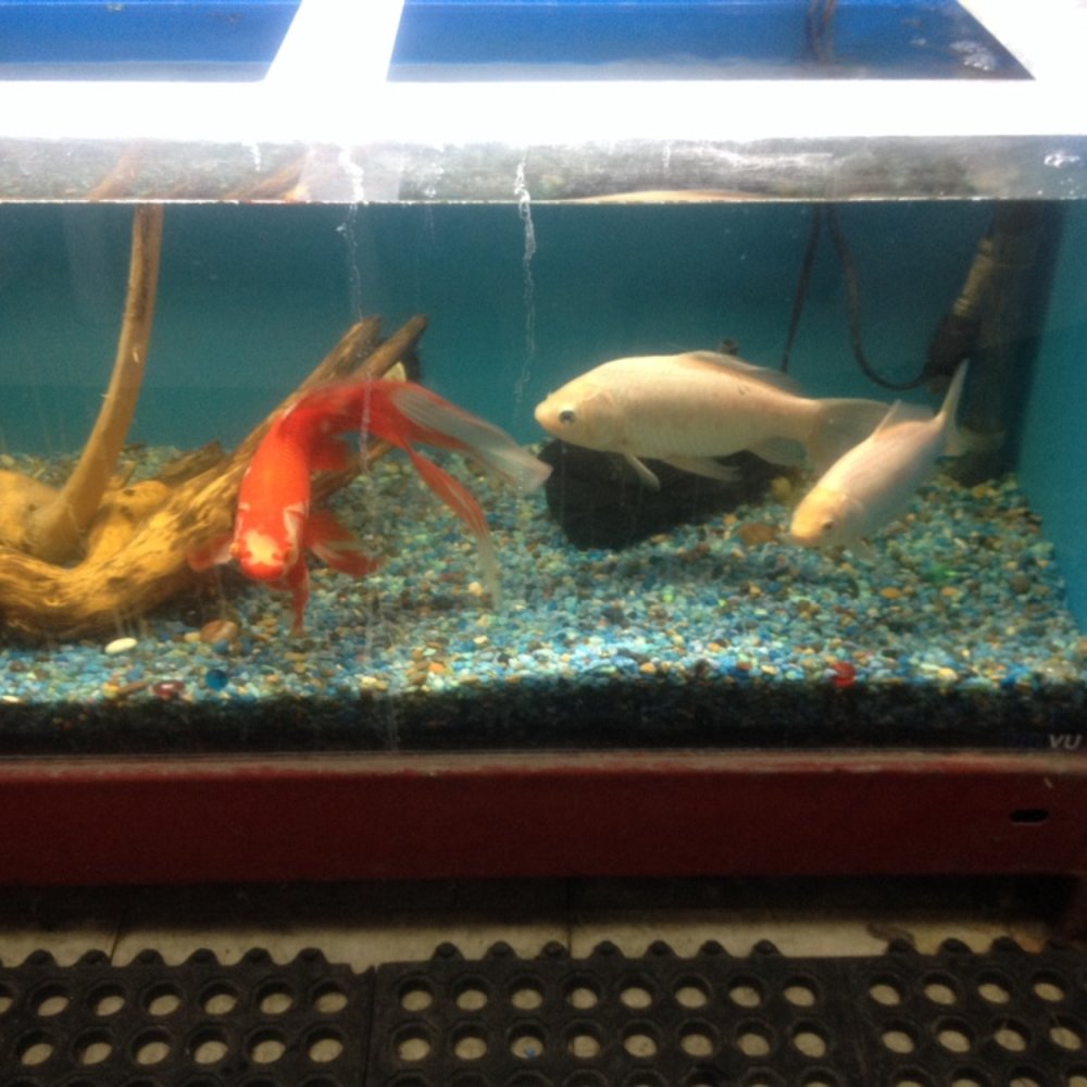 The Pet Department - Pet Groomers Near Me - Paso Robles, California