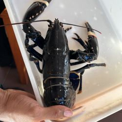 Marisqueira Mirandum - Blue lobster
