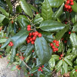 Essex County College - Plant on campus that produces berries