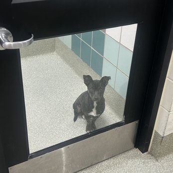 Houston SPCA - Animal Shelters Near Me - Houston, Texas