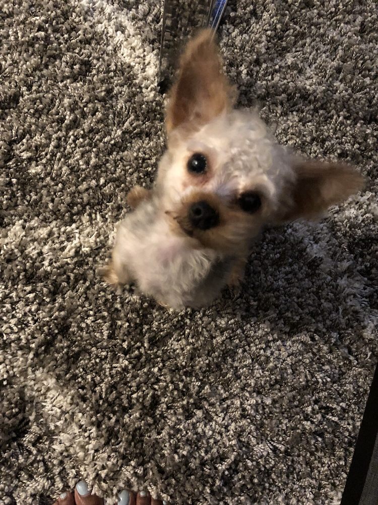 petsmart nicholson lane