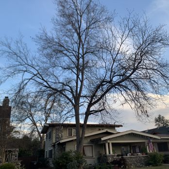 Ortega's Jr Tree Service - Before - Tree Services Near Me - Riverside , California Ortega's Jr Tree Service - Before - Tree Services Near Me - Riverside , California