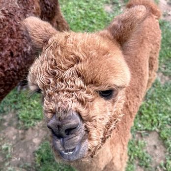 Black Barn Alpacas - Attraction Farms Near Me - Finksburg, Maryland