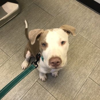 York Veterinary Center - Veterinarians Near Me - New York, New York