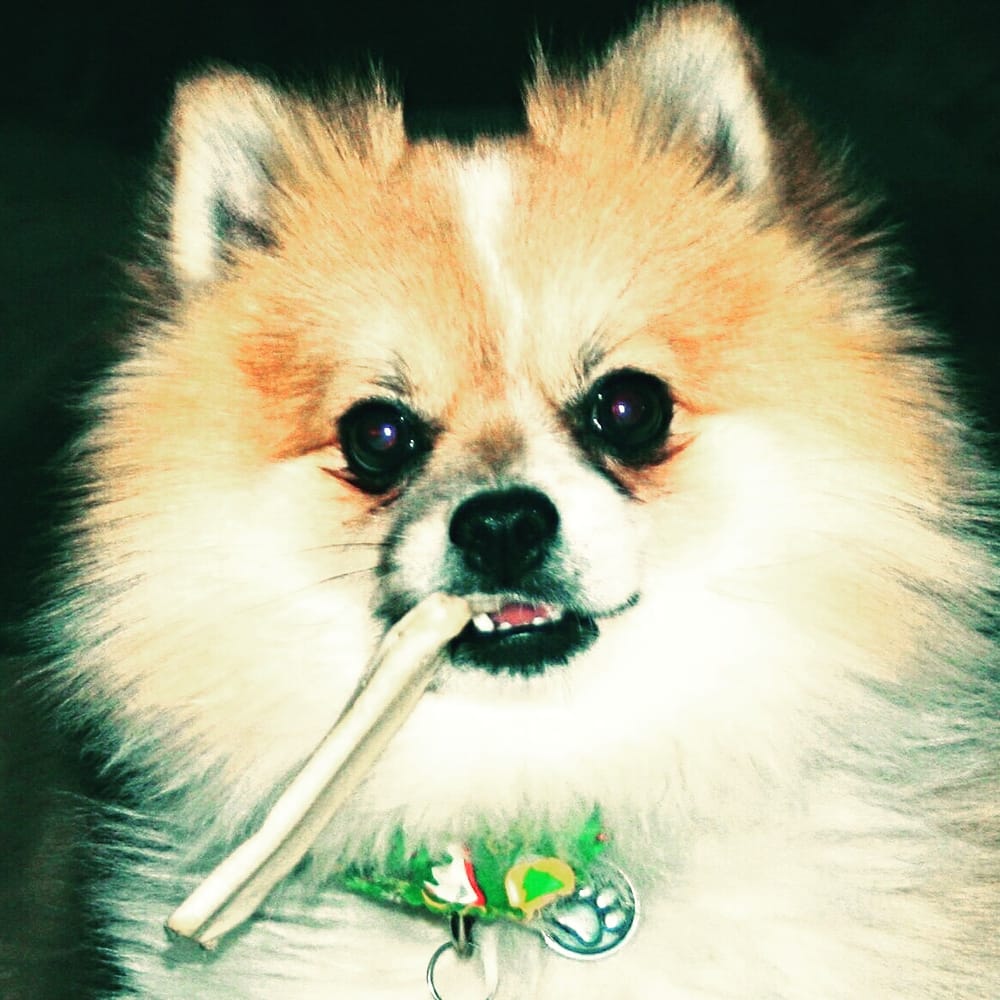 FOR THE LUV OF DOGS MOBILE PET GROOMING SERVICE Updated May 2024