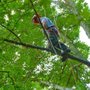 Joe Marra Tree Service