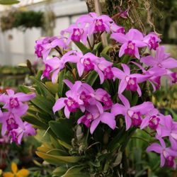 Gold Country Orchids