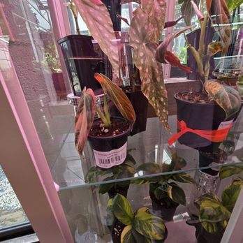 Perfect Choice Nursery - Nurseries & Gardening Near Me - Southwest Ranches, Florida Perfect Choice Nursery - Nurseries & Gardening Near Me - Southwest Ranches, Florida