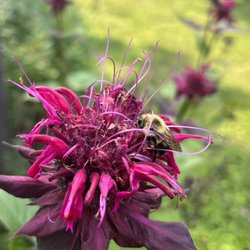 Gaia's Daughter - Bumblebee on Bee Balm