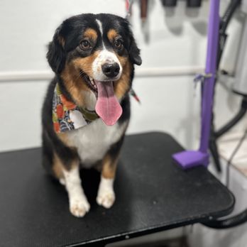 Doggy Stylz Mobile Grooming - Cuties - Pet Groomers Near Me Doggy Stylz Mobile Grooming - Cuties - Pet Groomers Near Me