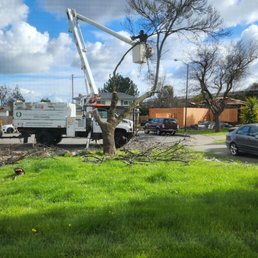 Valley Falls removing an ash tree.