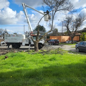 Valley Falls Tree Care - Valley Falls removing an ash tree. - Tree Services Near Me