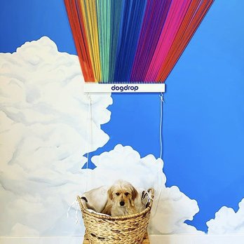 Dogdrop - Pet Sitting Near Me - Los Angeles, California