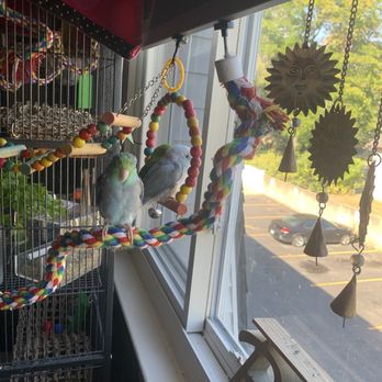 Exotic Bird Shop - Chilling & relaxing! - Pet Services Near Me - Belleville, Michigan Exotic Bird Shop - Chilling & relaxing! - Pet Services Near Me - Belleville, Michigan