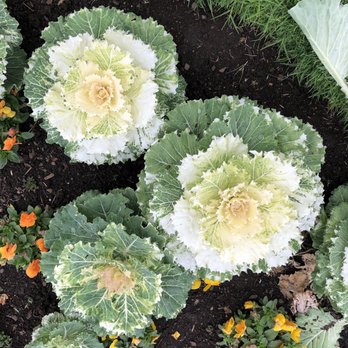 Albert Park - Coral Kale. Yes, Kale. - Parks Near Me - Auckland, AUK Albert Park - Coral Kale. Yes, Kale. - Parks Near Me - Auckland, AUK
