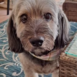 Paws of Faith - She does a wonderful job grooming!