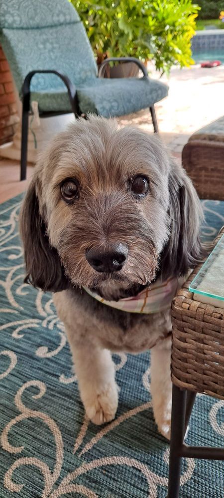 Paws of Faith - pet boarding facility in Chuluota, FL