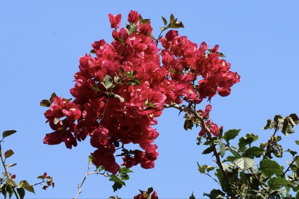 Sunken Gardens by null