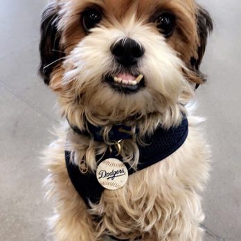 Petco - Right before getting his shower and cut! - Pet Stores Near Me - Santa Maria, California