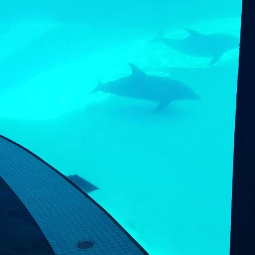 Texas State Aquarium - Aquariums Near Me - Corpus Christi, Texas Texas State Aquarium - Aquariums Near Me - Corpus Christi, Texas