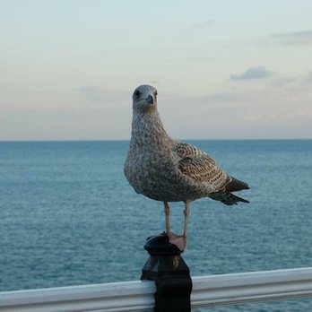 Brighton Pier - Seagulls on Brighton Pier! - Landmarks & Historical Buildings Near Me - Brighton, BNH