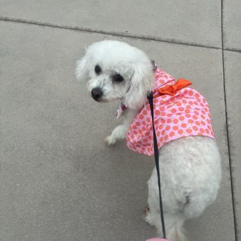 Da Paw Spaw - Miley - Pet Groomers Near Me Da Paw Spaw - Miley - Pet Groomers Near Me
