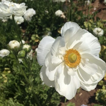 The Flower Fields - Venues & Event Spaces Near Me - Carlsbad, California