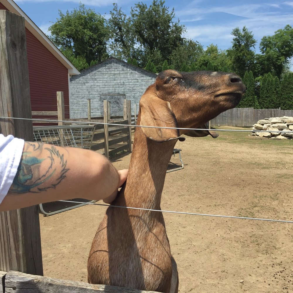 Barton Orchards - She actually came running to us back in 2016. Today the second she saw us she went inside. - Farmers Market Near Me - Poughquag, New York