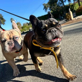 No Bull Rehab - Pet Training Near Me