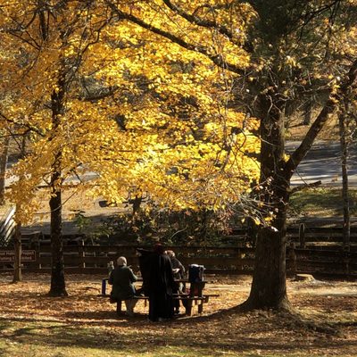 Amicalola Falls State Park by null
