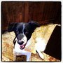 Photo of Paws Professional Pet Sitting