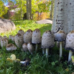 Wild mushrooms Wild mushrooms