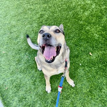 Elevated Canine Academy - Pet Training Near Me