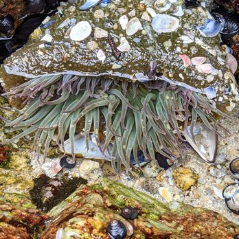 Asilomar State Beach - Anemone - Parks Near Me - Pacific Grove, California