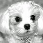 Photo of WeeOnes Bed & Breakfast & Bark