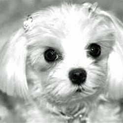 WeeOnes Bed & Breakfast & Bark - Chloe. Gentle,polite, we love her!