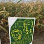 Photo of Cambria Corn Maze
