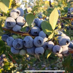 Berry Blossom Farms