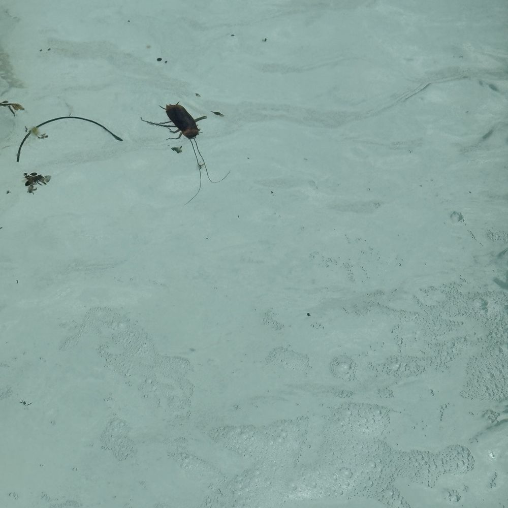 Grand Oasis Cancún - Roaches longer than my hand in pool - Hotels Near Me - Cancún, ROO