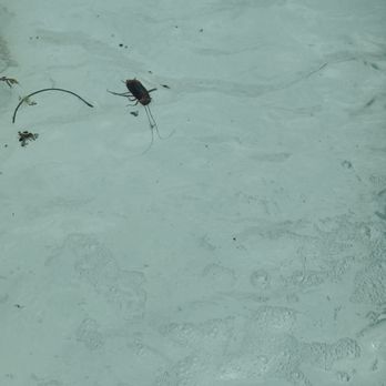 Grand Oasis Cancún - Roaches longer than my hand in pool - Hotels Near Me - Cancún, ROO