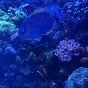 Downtown Aquarium - Fish - Museums Near Me - Denver, Colorado Downtown Aquarium - Fish - Museums Near Me - Denver, Colorado