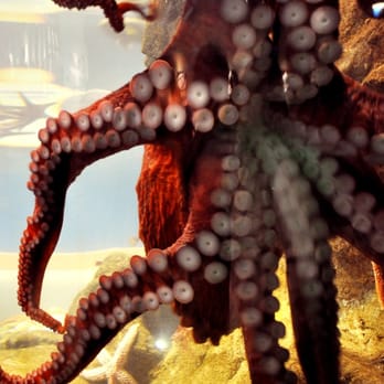 Seattle Aquarium - Aquariums Near Me - Seattle, Washington Seattle Aquarium - Aquariums Near Me - Seattle, Washington