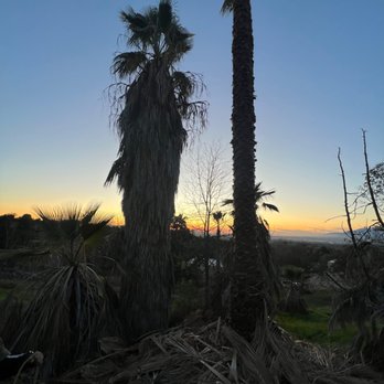 Alvarez Solutions - fan palm clean up - Irrigation Near Me Alvarez Solutions - fan palm clean up - Irrigation Near Me