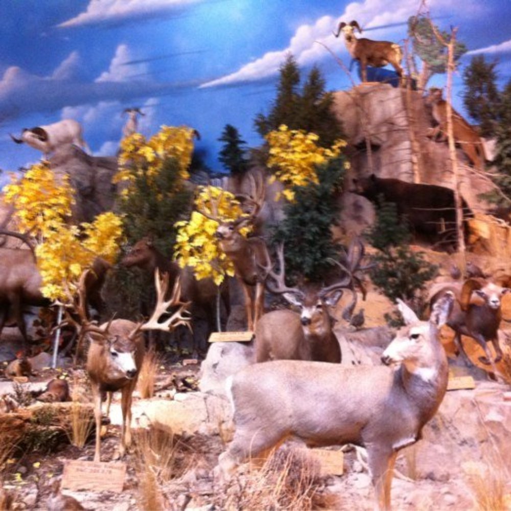 Cabela's - Guns & Ammo Near Me - Verdi, Nevada